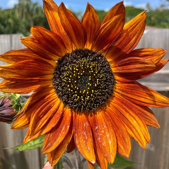 Live show in March !!! All sizes! Great deals! Hello Spring !!❤️ - Picture 3 of 6